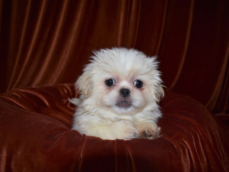 Pekingese-Female-Cream-3581000-Petland Dunwoody