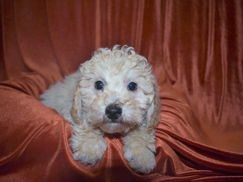 Bichon Poo-Male-Cream-3605037-Petland Dunwoody Puppies For Sale