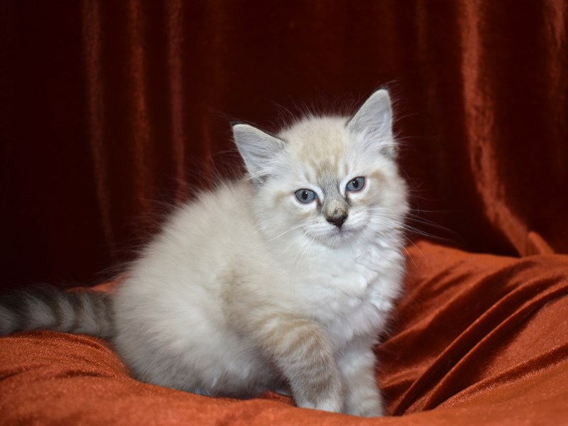 Ragdoll-Male-Seal Point-3635885-Petland Dunwoody Puppies For Sale