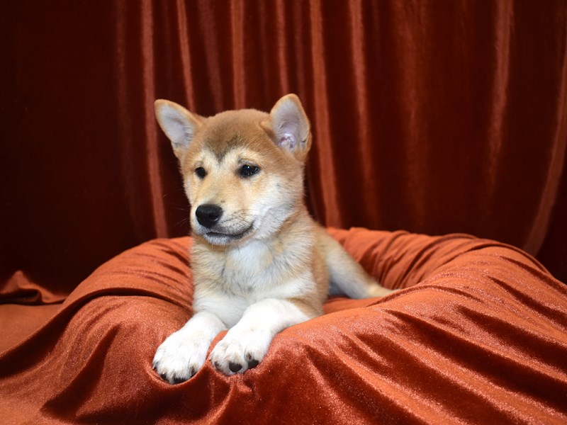 Shiba Inu-Male-Red-3634572-Petland Dunwoody Puppies For Sale