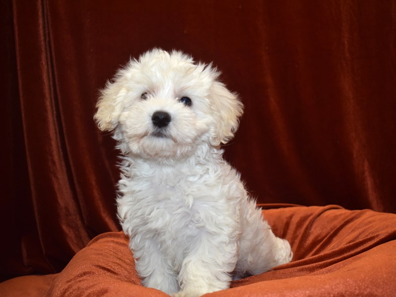Coton De Tulear-DOG-Male-White-3632628-Petland Dunwoody Puppies For Sale