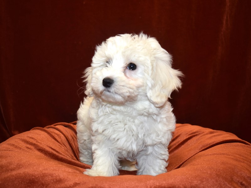Coton De Tulear-Female-White-3632840-Petland Dunwoody Puppies For Sale