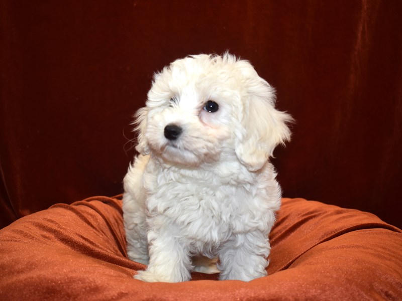 Coton De Tulear-Female-White-3632840-Petland Dunwoody