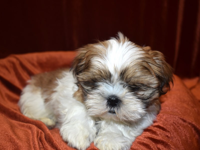 Shih Tzu-DOG-Male--3643430-Petland Dunwoody Puppies For Sale