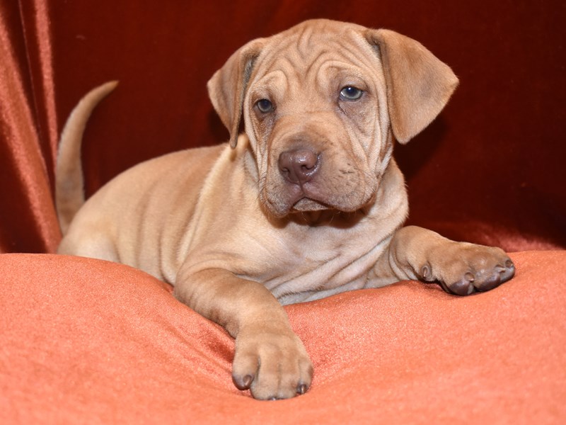 Mini Walrus-Female-Fawn-3643439-Petland Dunwoody