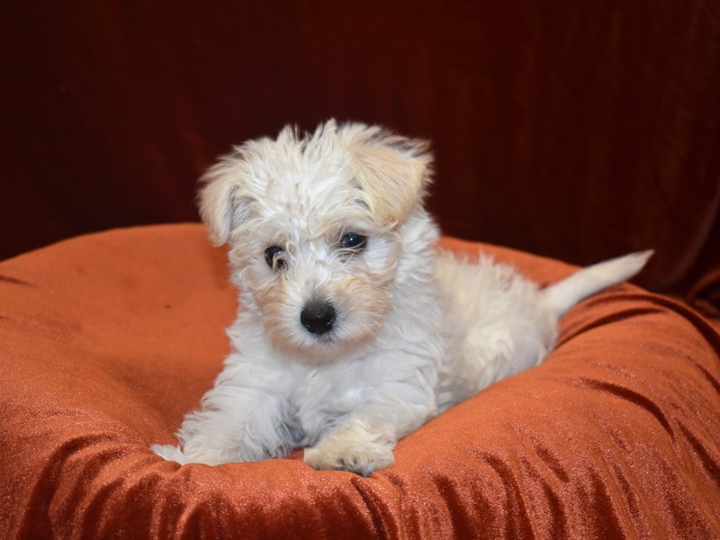 Westiepoo-Male-Cream-3641570-Petland Dunwoody