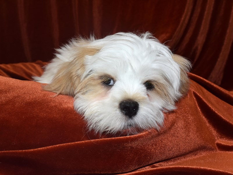 Lhasa Apso-Male-Cream and White-3583920-Petland Dunwoody Puppies For Sale
