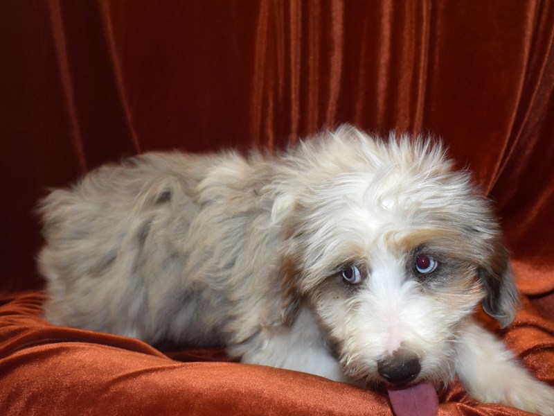 Aussiedoodle-Female-Blue Merle Tri-3653153-Petland Dunwoody