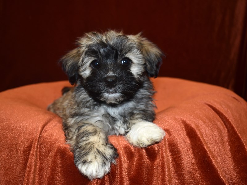 Havanese-Female-Brindle/White-3652358-Petland Dunwoody Puppies For Sale