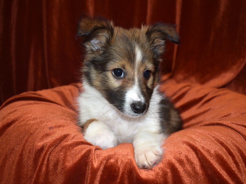 Shetland Sheepdog-Male-Sable and White-3651894-Petland Dunwoody