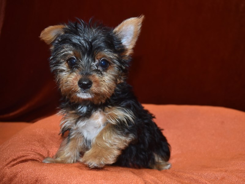 Yorkshire Terrier-DOG-Female-Black and Tan-3650798-Petland Dunwoody Puppies For Sale