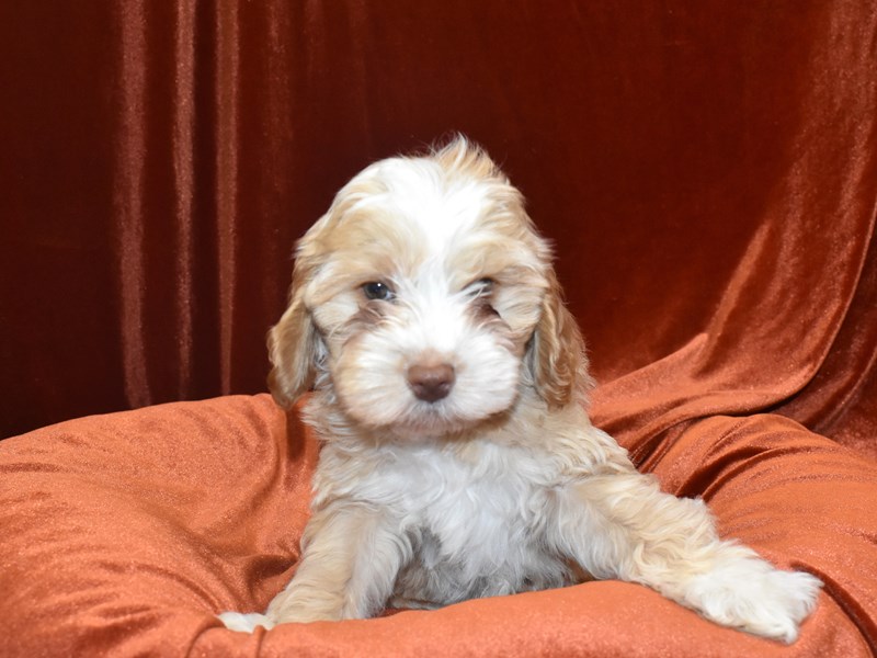 Cockapoo-Female-Apricot-3653383-Petland Dunwoody Puppies For Sale