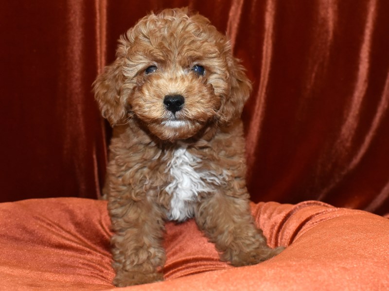 Mini Goldendoodle-Female-Red-3653341-Petland Dunwoody Puppies For Sale