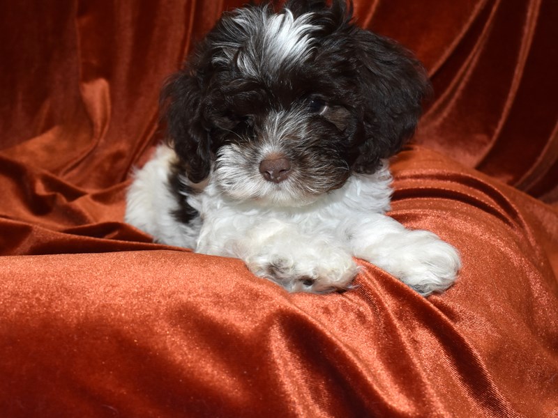 Cockapoo-Female-Chocolate and White-3653421-Petland Dunwoody Puppies For Sale