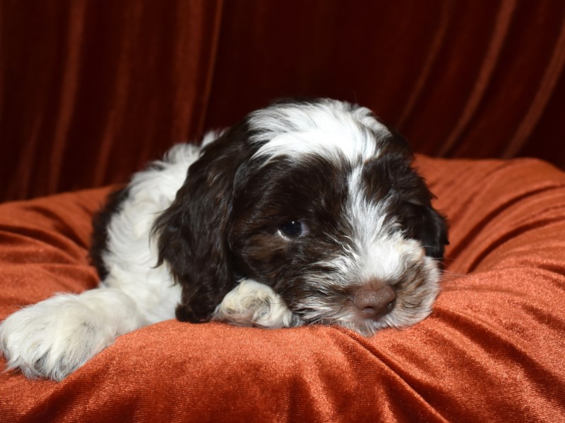 Cockapoo-Male-Chocolate and White-3653424-Petland Dunwoody Puppies For Sale