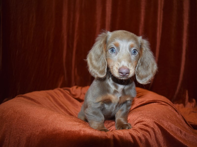 Dachshund-DOG-Female-Isabella-3663967-Petland Dunwoody Puppies For Sale