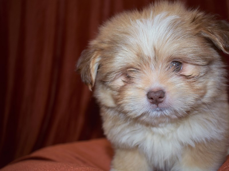 Shih-Pom-Male-sable-3663203-Petland Dunwoody Puppies For Sale