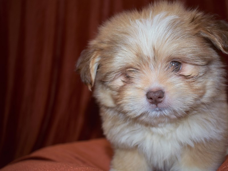 Shih-Pom-Male-sable-3663203-Petland Dunwoody