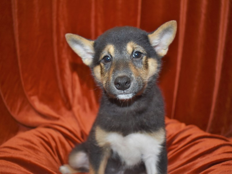 Shiba Inu-Male-Black and Tan-3660709-Petland Dunwoody Puppies For Sale