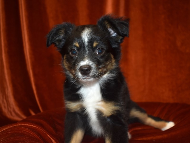 Toy Australian Shepherd-Female-Black Brown and White-3660809-Petland Dunwoody