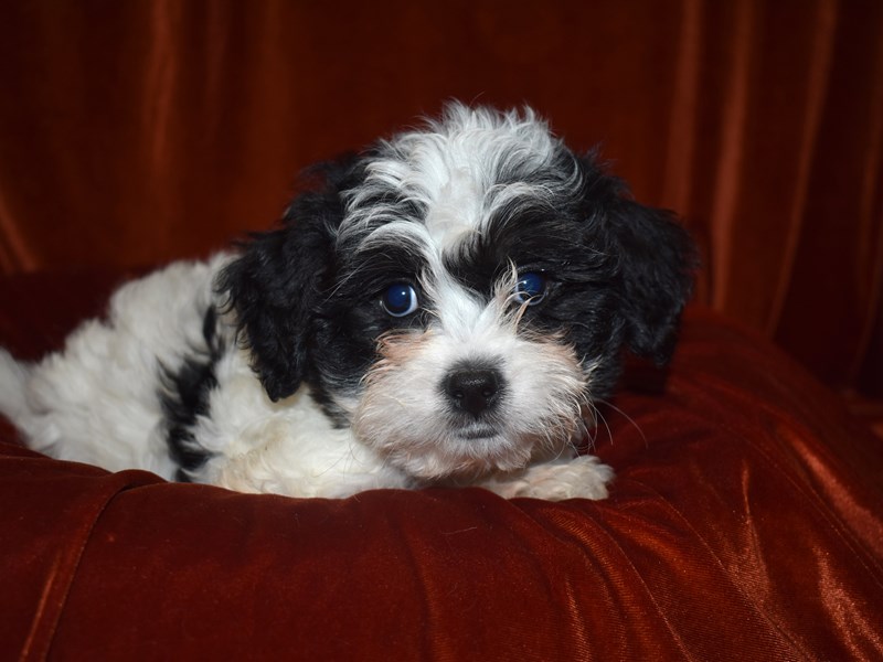 Teddy Bear-Male-black and white-3663167-Petland Dunwoody Puppies For Sale