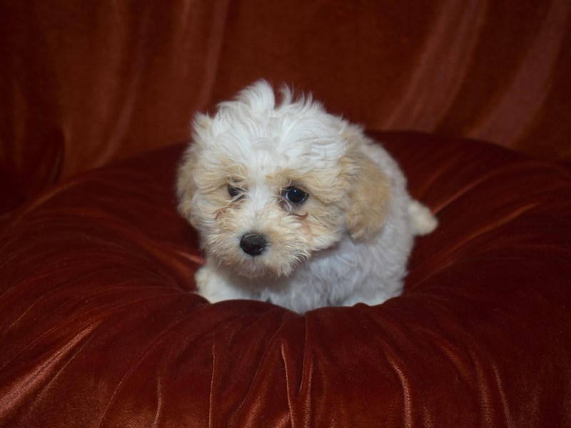 Maltipoo-Female-cream-3663162-Petland Dunwoody Puppies For Sale