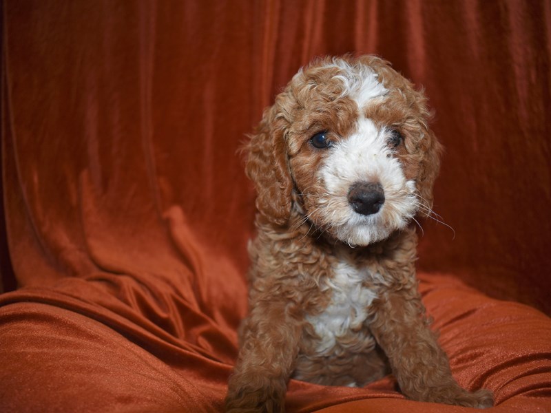 F1B Mini Goldendoodle-Female-Apricot-3671464-Petland Dunwoody Puppies For Sale
