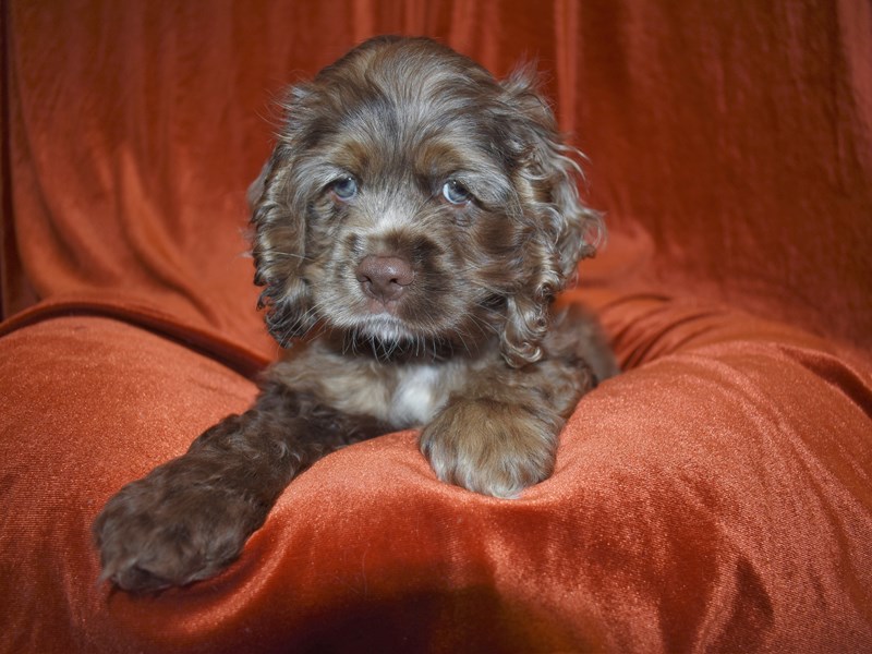 Cocker Spaniel-Male-Chocolate Roan-3671445-Petland Dunwoody Puppies For Sale