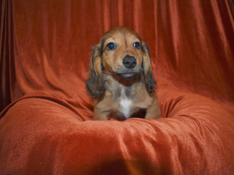 Dachshund-Male-Red-3670075-Petland Dunwoody Puppies For Sale