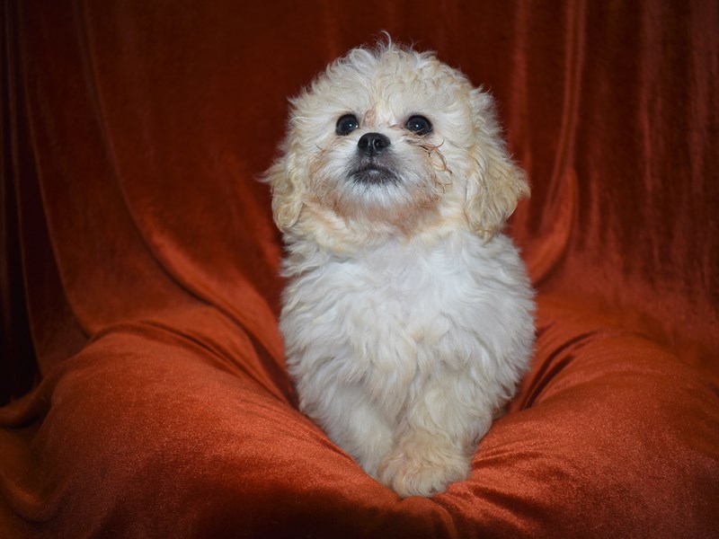 Peke-A-Poo-Female-Cream-3670029-Petland Dunwoody Puppies For Sale