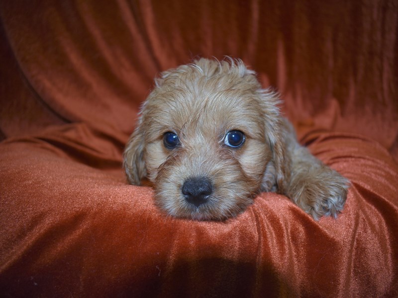 Cavapoo-Male-Golden-3671437-Petland Dunwoody Puppies For Sale
