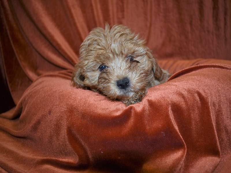 Cavapoo-Male-Apricot-3671433-Petland Dunwoody Puppies For Sale