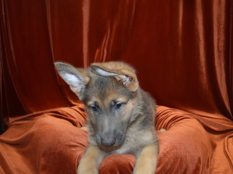 German Shepherd-Female-Blue-3671451-Petland Dunwoody Puppies For Sale