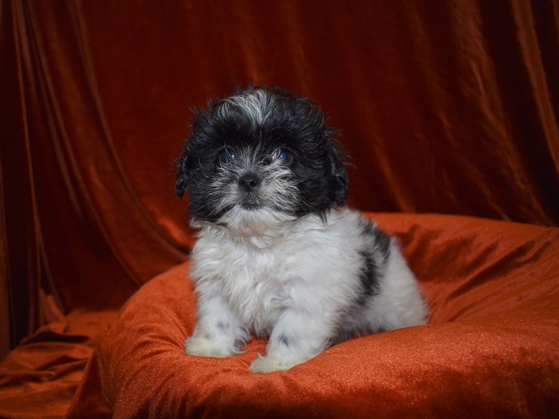 Peke-A-Poo-Male-Black-3679707-Petland Dunwoody Puppies For Sale