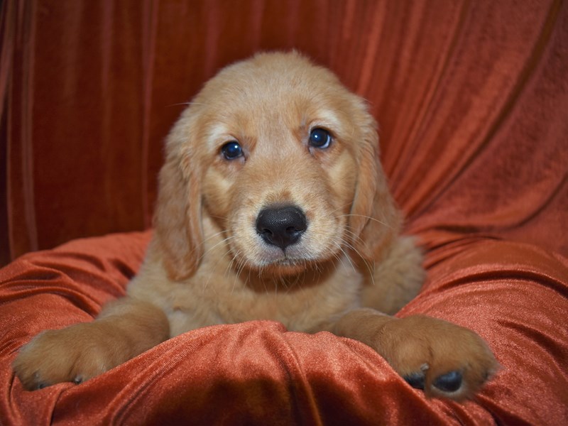 Golden Retriever-Male-Golden-3681200-Petland Dunwoody Puppies For Sale