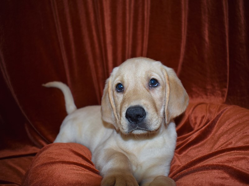 Labrador Retriever-Male-Yellow-3681160-Petland Dunwoody Puppies For Sale