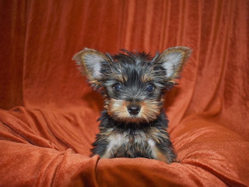 Yorkshire Terrier-Female-Black/Tan-3681180-Petland Dunwoody Puppies For Sale