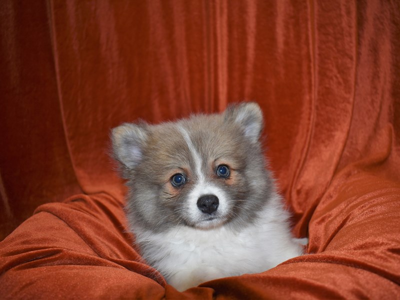Pomeranian-Male-Blue and White-3681209-Petland Dunwoody Puppies For Sale