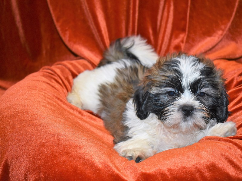 Shih Tzu-DOG-Male-Brindle and White-3687947-Petland Dunwoody Puppies For Sale
