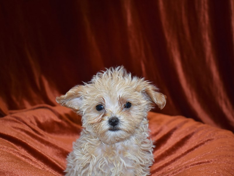 Maltipoo-Female-Apricot-3690407-Petland Dunwoody Puppies For Sale