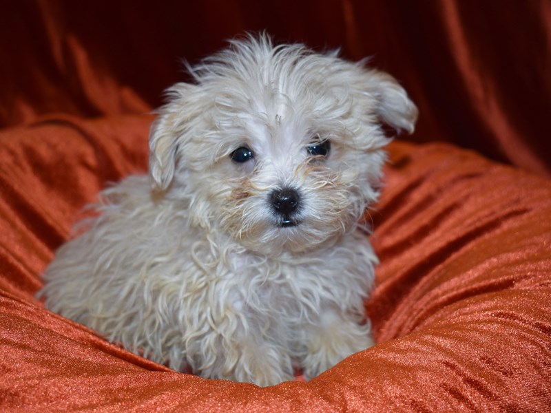 Maltipoo-Female-Apricot-3690406-Petland Dunwoody Puppies For Sale