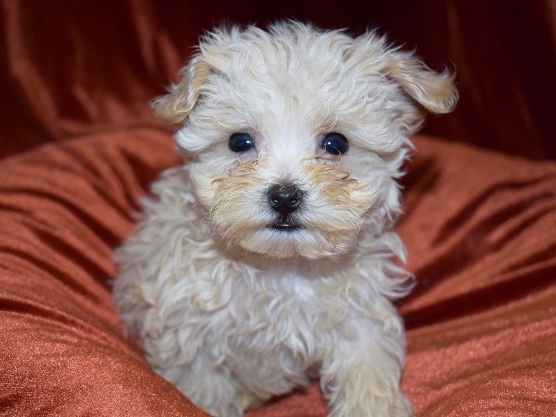 Maltipoo-DOG-Male-Apricot-3690405-Petland Dunwoody Puppies For Sale