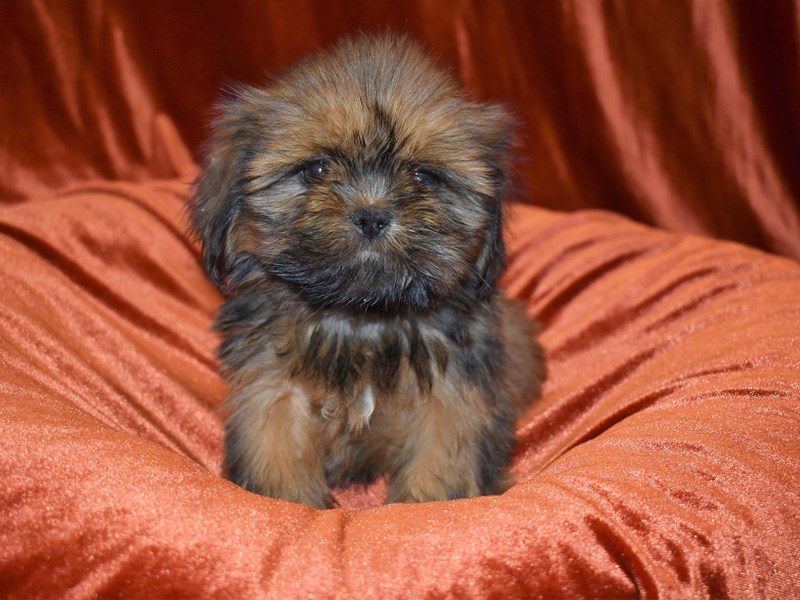 Lhasa Apso-Male-Gold-3690404-Petland Dunwoody Puppies For Sale