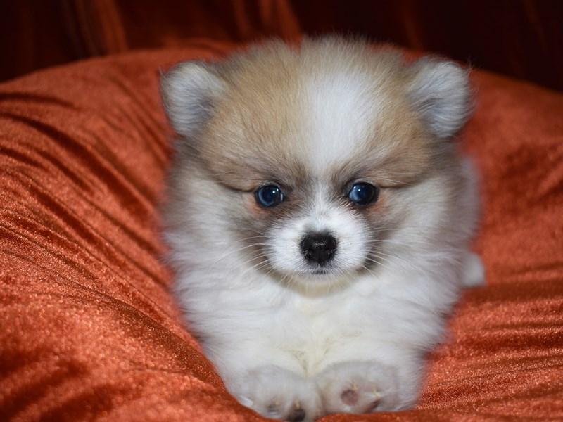 Pomeranian-Female-Brown and White-3690399-Petland Dunwoody Puppies For Sale