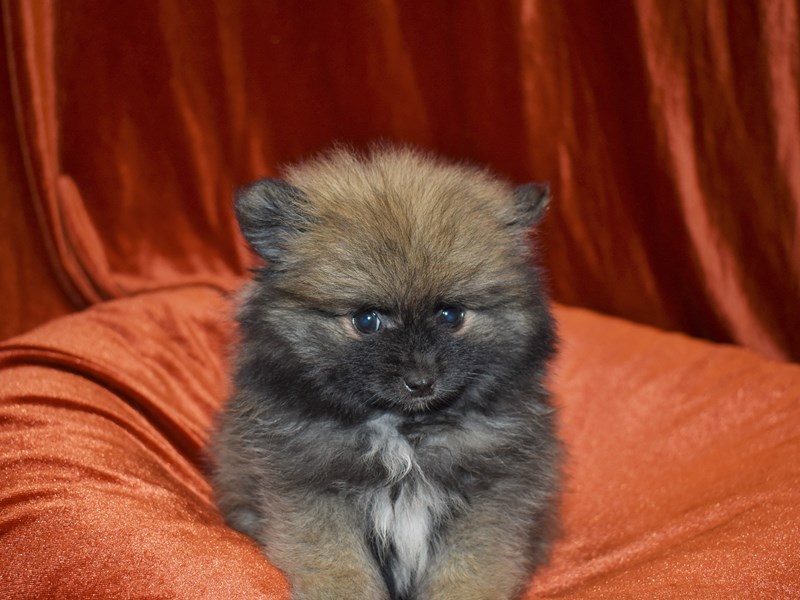 Pomeranian-Male-Red-3690398-Petland Dunwoody Puppies For Sale