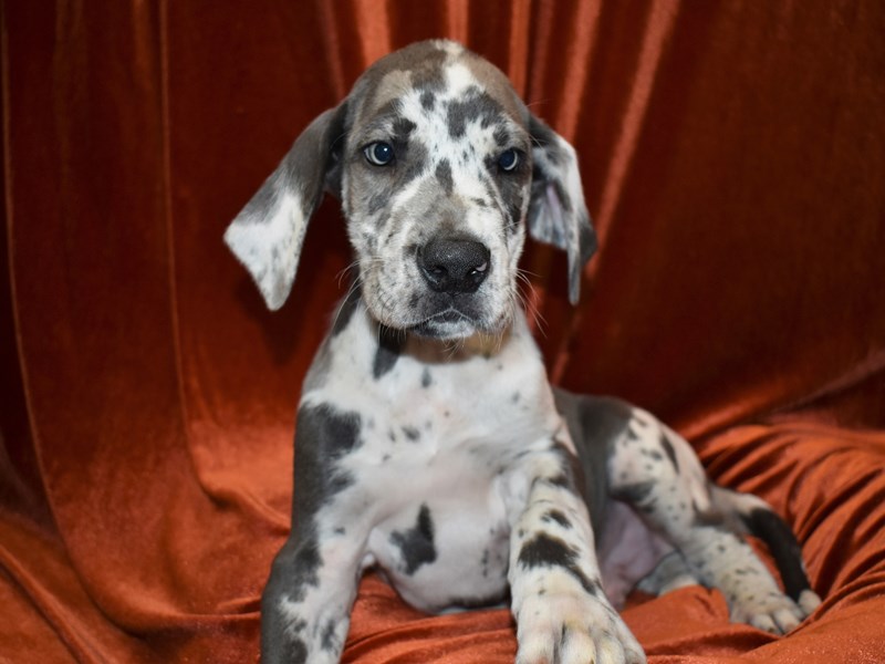 Great Dane-Male-Harliquin-3690396-Petland Dunwoody