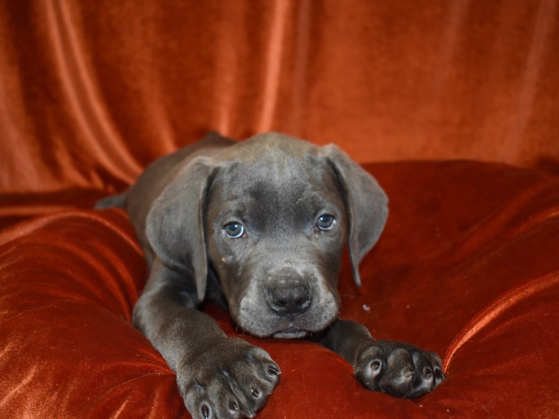 Cane Corso-Male-Blue-3699338-Petland Dunwoody Puppies For Sale