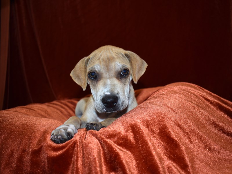 Mini Walrus-Male-Fawn-3699482-Petland Dunwoody