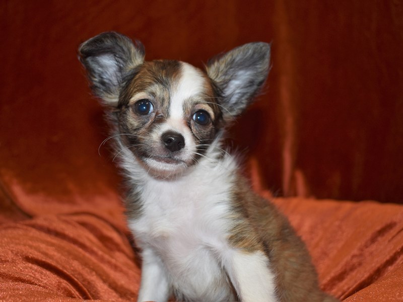 Chihuahua-Female-Fawn-3706492-Petland Dunwoody Puppies For Sale