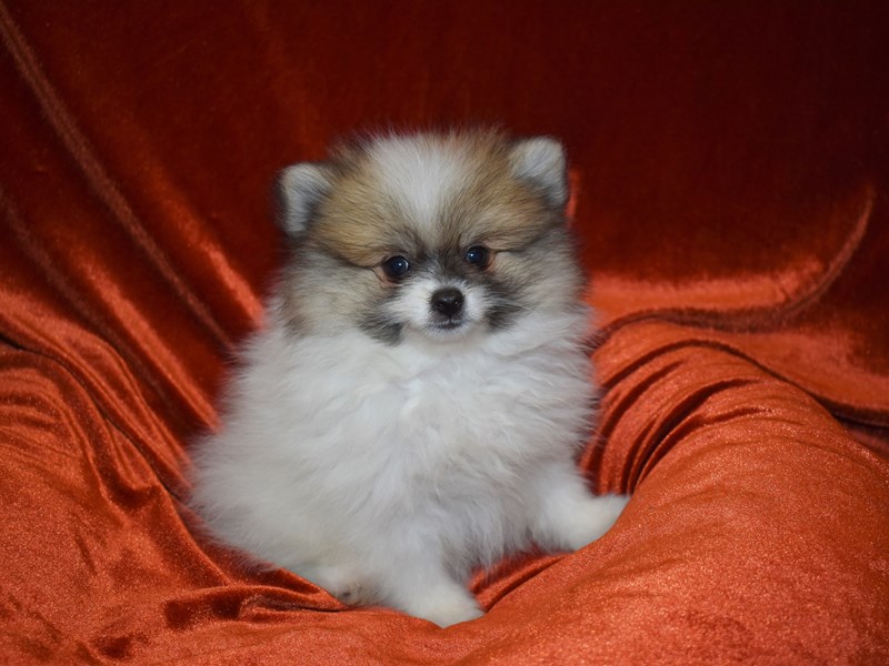 Pomeranian-DOG-Male-White and Tan-3708738-Petland Dunwoody Puppies For Sale